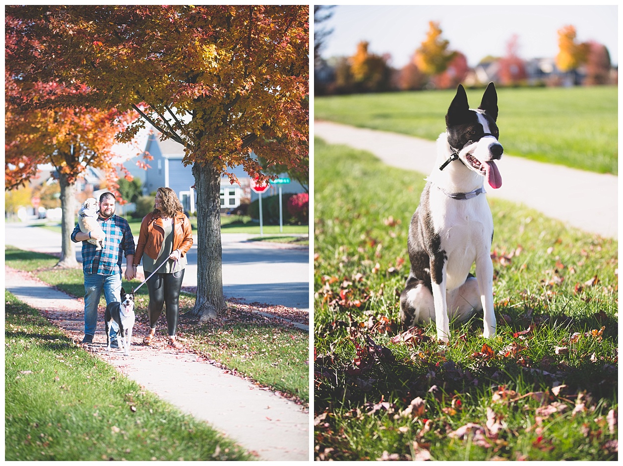 fall-pet-photos-noblesville-IN-molliewenzelphotography (28).jpg