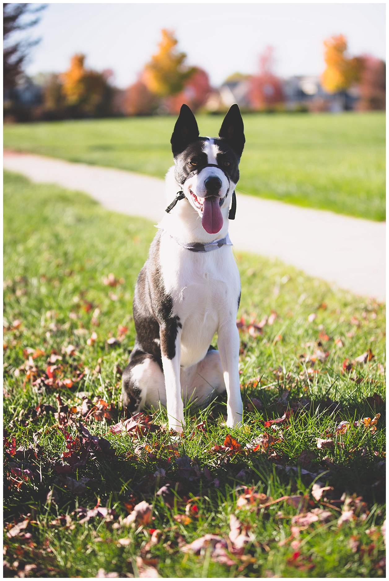 fall-pet-photos-noblesville-IN-molliewenzelphotography (34).jpg